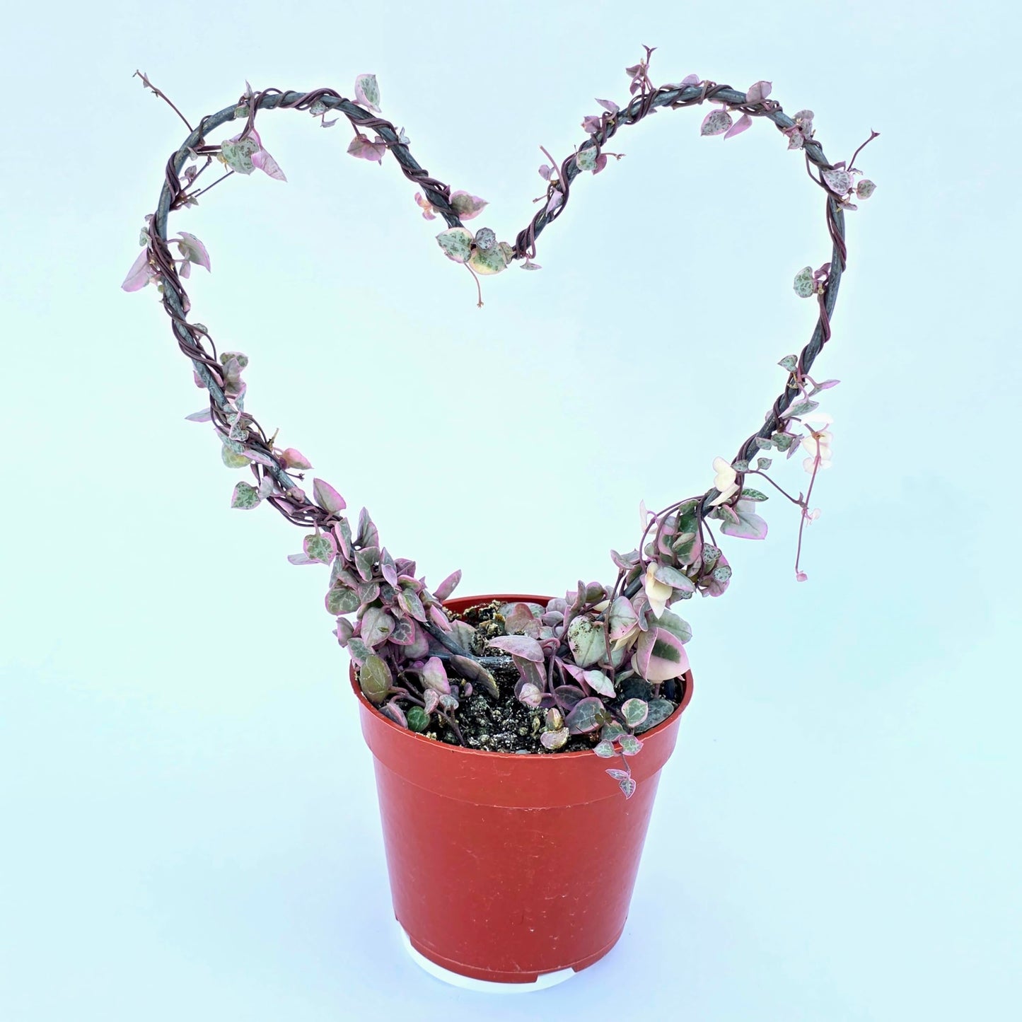 Variegated String of Hearts Hanging Basket, Ceropegia linearis Woodii, String of Hearts Plant Live Succulents Plants Live Houseplants, House Plants Indoors Live Indoor House Plants by Plants for Pets