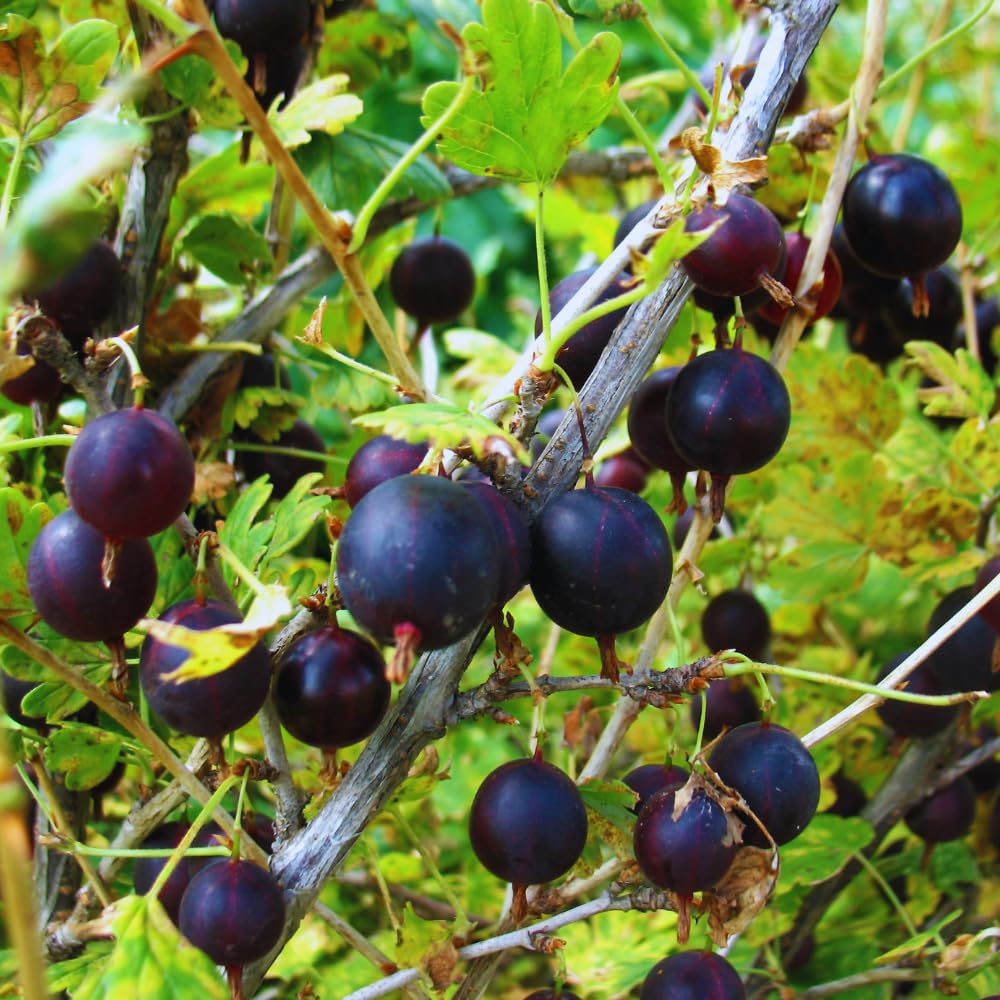 Gooseberry Plant Live for Planting, Gooseberry Bushes Live Plant, 5 to 10 Inc Tall (Black)