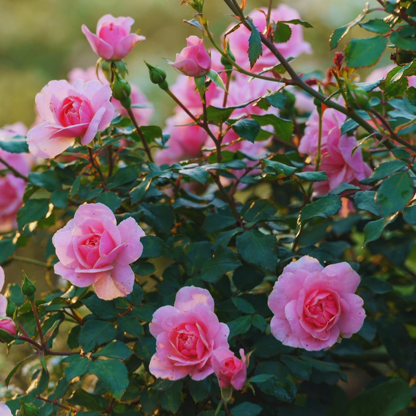 Pink Rose Plant Live, Rose Bush Shrub Plant, Climbing Rose Flower Plant, 2.5 Inc Potted