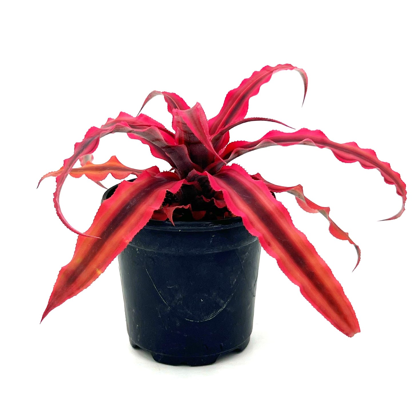 ragnaroc Live Plants – Cryptanthus ‘Rubin‘, 4-8" in 4" Pot - 1ct - Live Arrival Guaranteed - House Plants for Home Decor & Gift