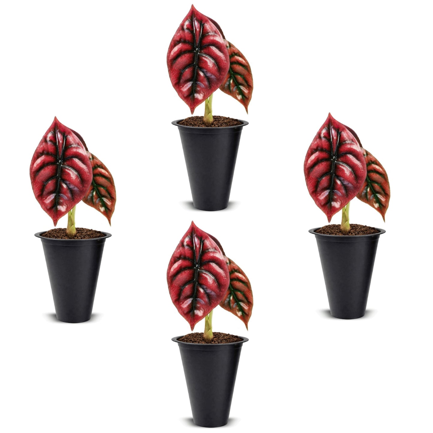 Alocasia Cuprea (4 Pack) Live Plant, Rare Indoor Alocasia, Metallic Leaf Elephant Ear, Tropical Houseplant Live, Starter Size Alocasia Plant, Exotic Foliage Houseplant for Home Decor Indoor Growing