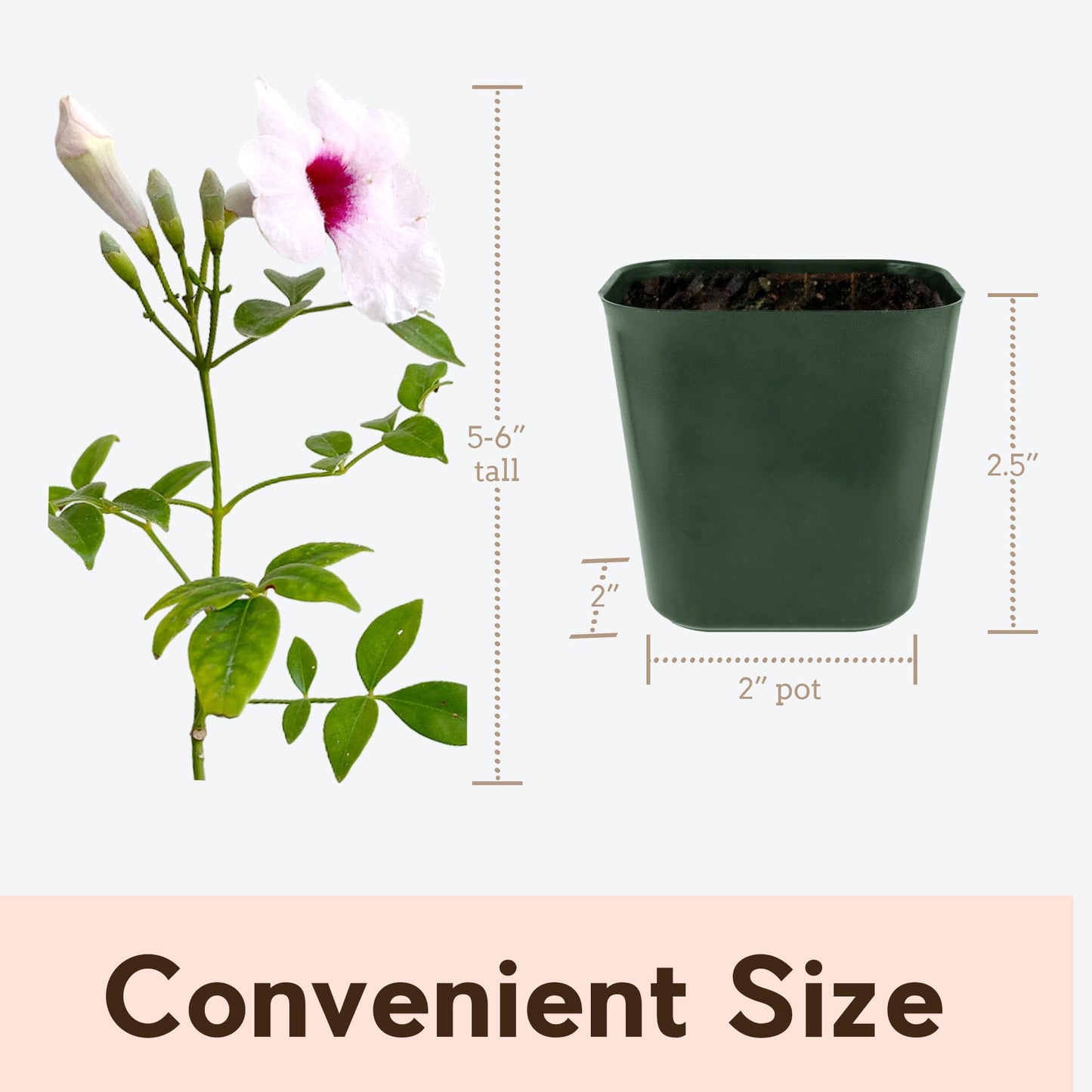 My Shelfie - Pink Bower Flower Vine, Pink Plant Vine for Trellises, Railings, Balconies, and More, 5-6 Inches Tall Live Plants in 2-Inch Pot, Outdoor Plant for USDA Zones 9-11