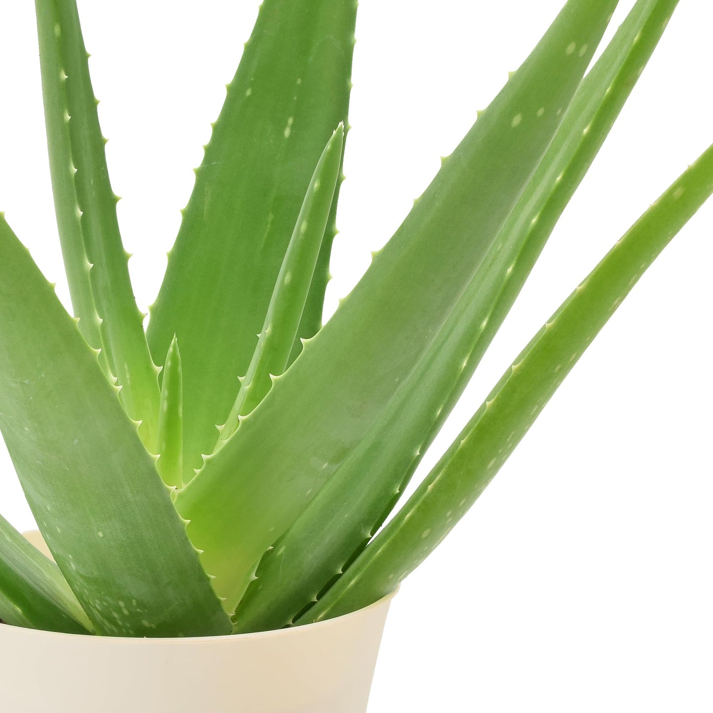 Arcadia Garden Products Live Aloe Vera Succulent Easy Indoor Houseplant in Plastic Pot, Air Purifying Ornamental Plant Gift for Home and Garden Decor, 4 Inch