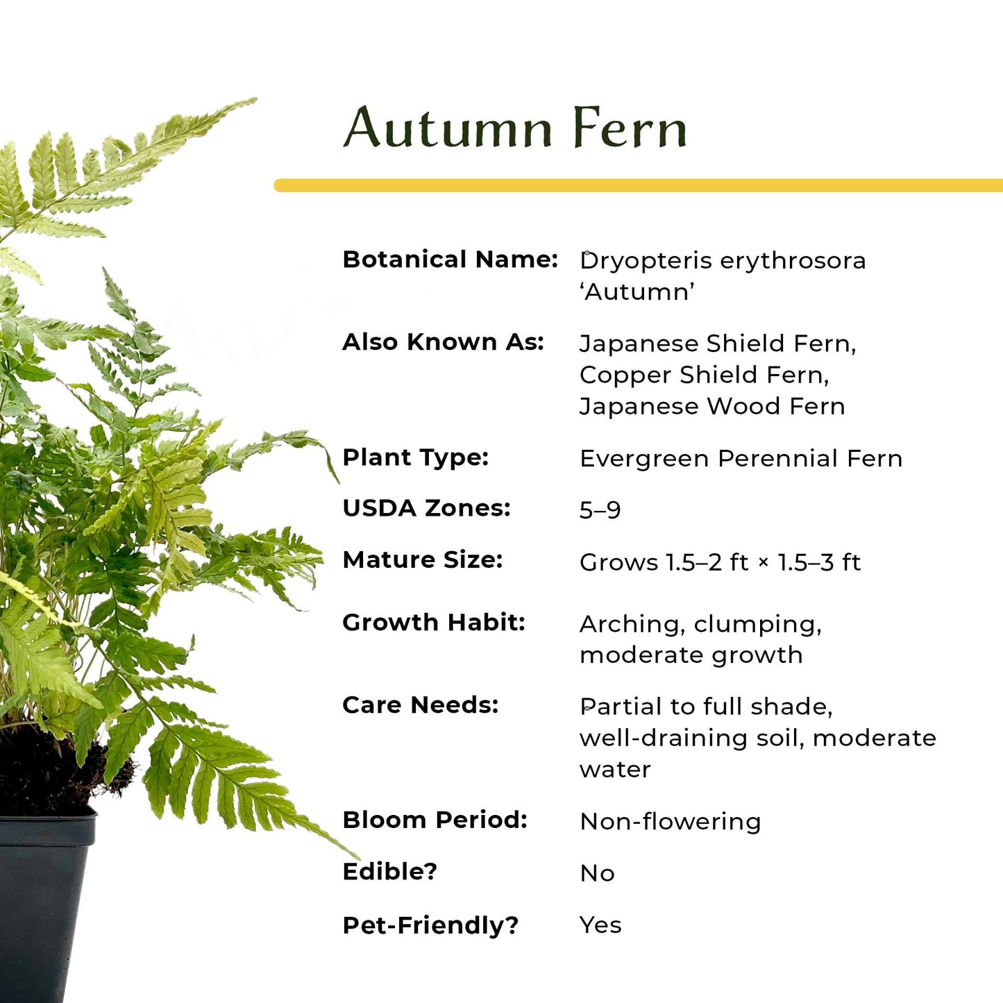 2 Autumn Fern – Evergreen Perennial Shade Fern with Arching Coppery Fronds for Woodland Shade Borders & Containers (Dryopteris erythrosora ‘Autumn’) in 3.5” Cubes, Live Plants