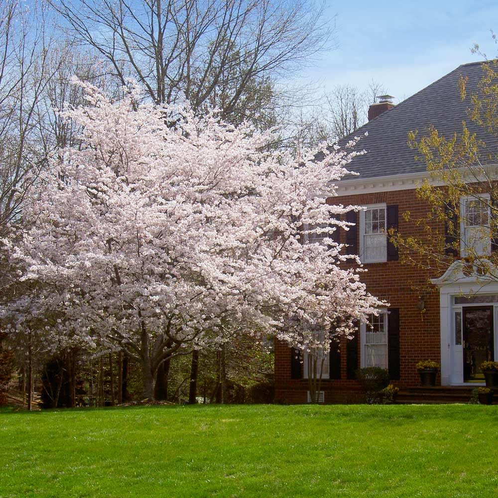 Brighter Blooms - Yoshino Cherry Tree, 4-5 ft. - No Shipping to AK, AZ, CA, CO, HI, ID, OR, WA