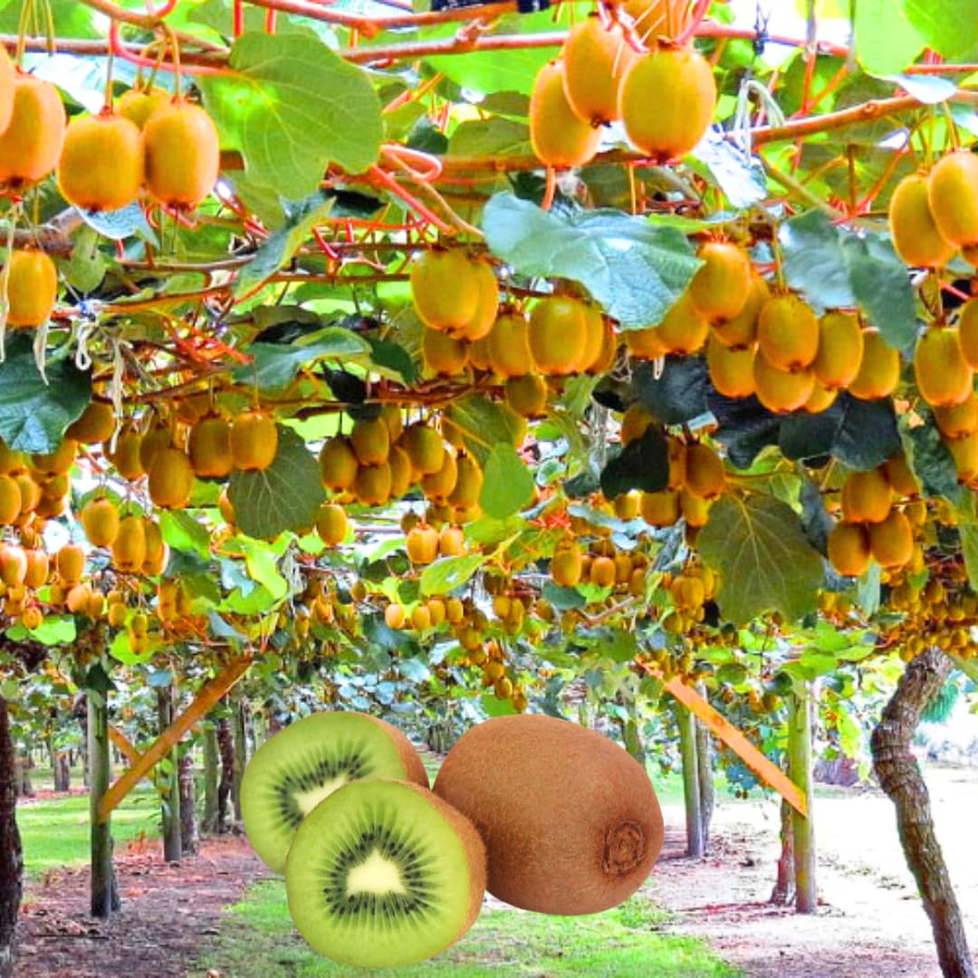 Combo 4 Kiwi Trees Vines Live Plants for Gardening, Sweet and Hardy High-Yielding Tree, Starter Size, 4 to 6 Inches in Tall, No Pot
