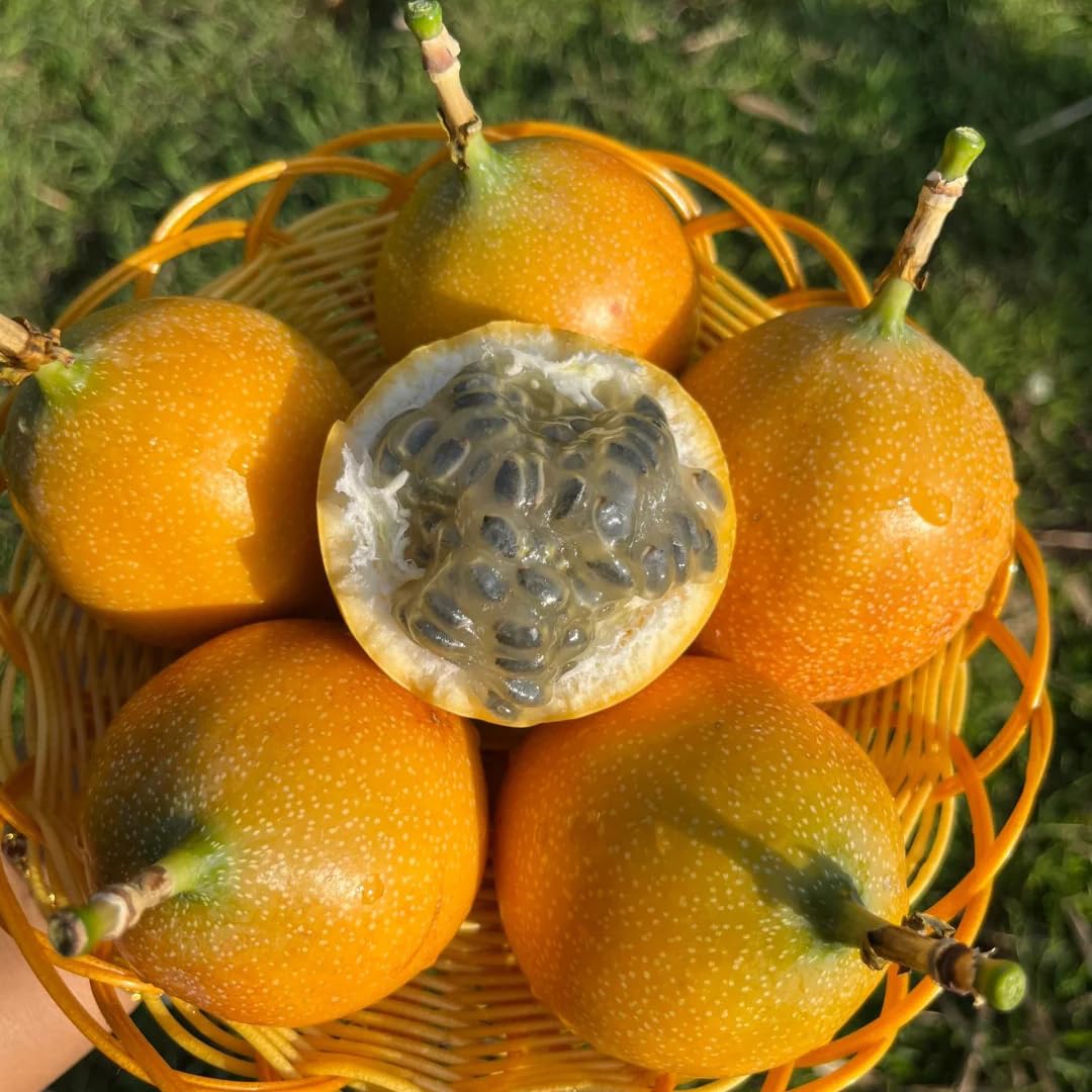Mixrug Orangic Passion Fruit Seeds for Planting Outdoor, 15pcs Passion Fruit Passiflora Seed Non-GMO Heirloom Sweet Edible Fruit, Sweet Juicy Fruits Plants in Your Home Garden