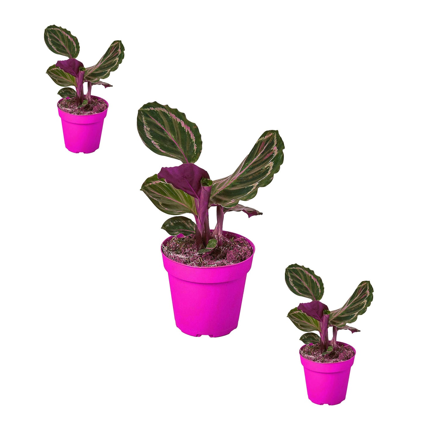 3 Pack Calathea Roseopicta 'Medallion' in 6in Pot - Live Plants Tropical Houseplants | Variegated | USA Growers | The Snobby Leaf