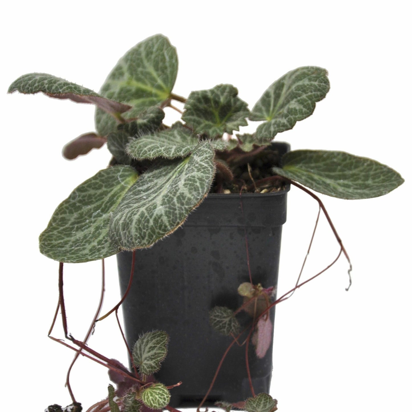 Saxifraga stolonifera, Strawberry Begonia Live Plant, Strawberry Geranium, Creeping Saxifrage, Creeping Rockfoil, Mother of Thousands, Ground Cover with Runners, Container Size: 3" (2.6x3.5)