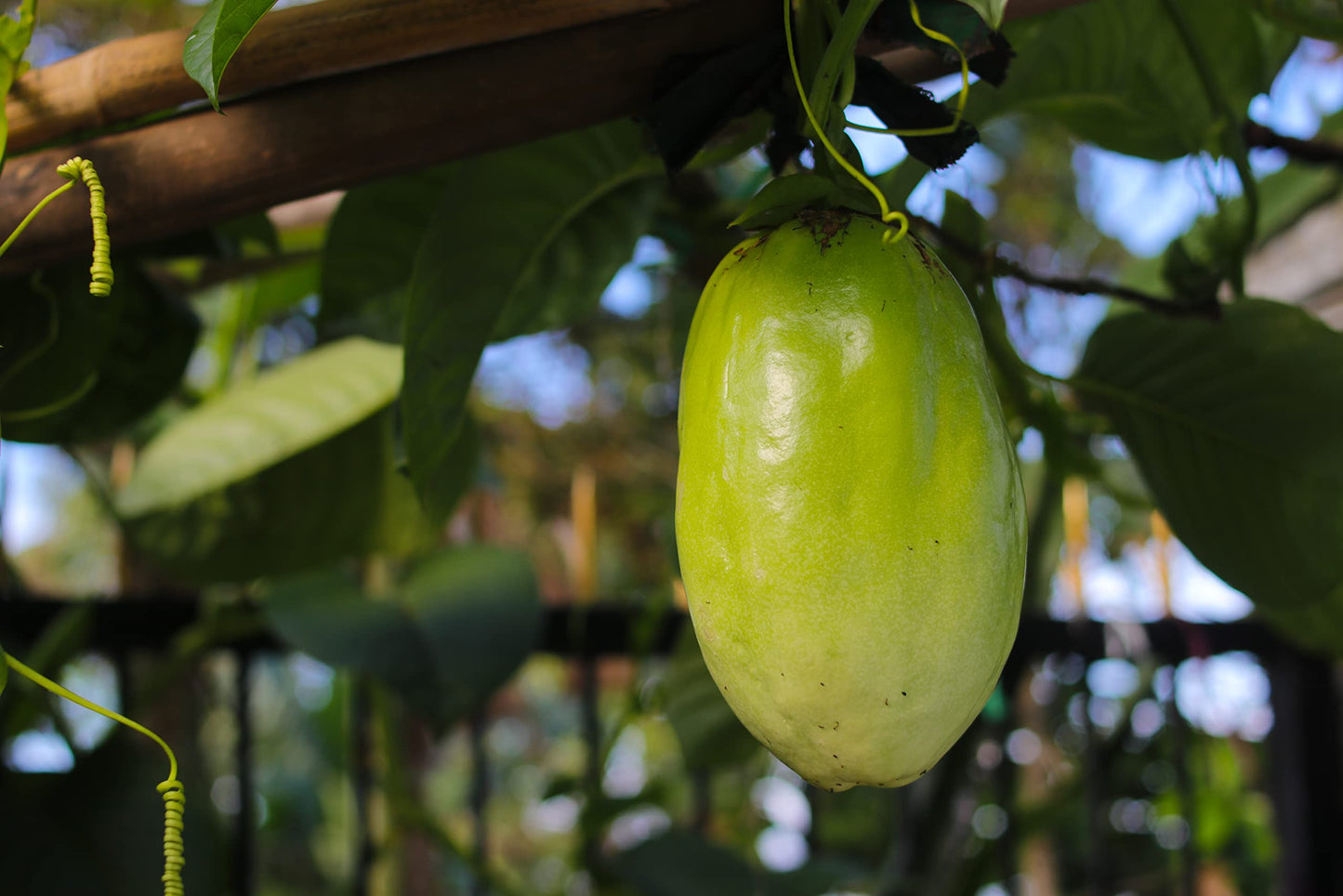 2-Live Passiflora quadrangularis 'Giant Grandilla' Starter Plants (Unable to Ship to:AZ, AK, HI, OR, PR)