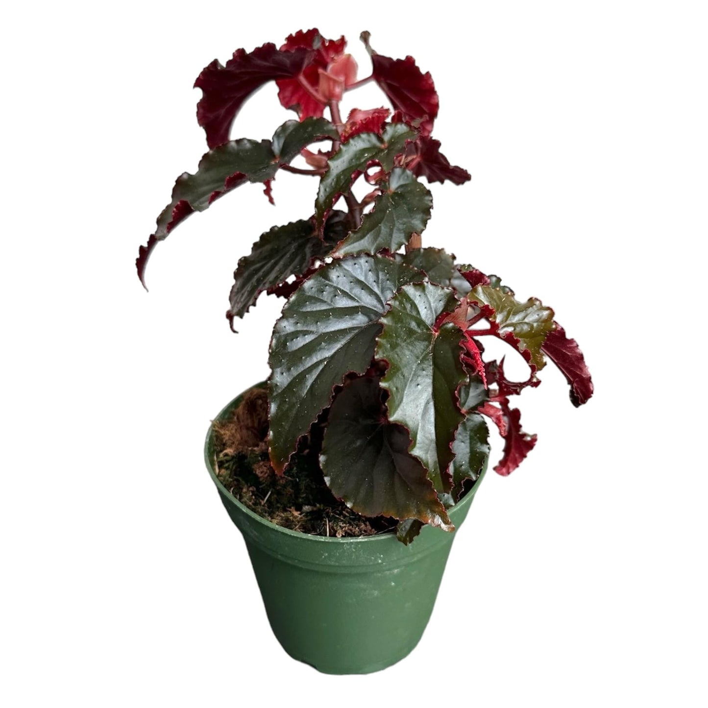 Hopewind plants shop Begonia Black Magic, Begonia Rex, 4 inch Pot, Very Unique and Easy to Care Live Plant