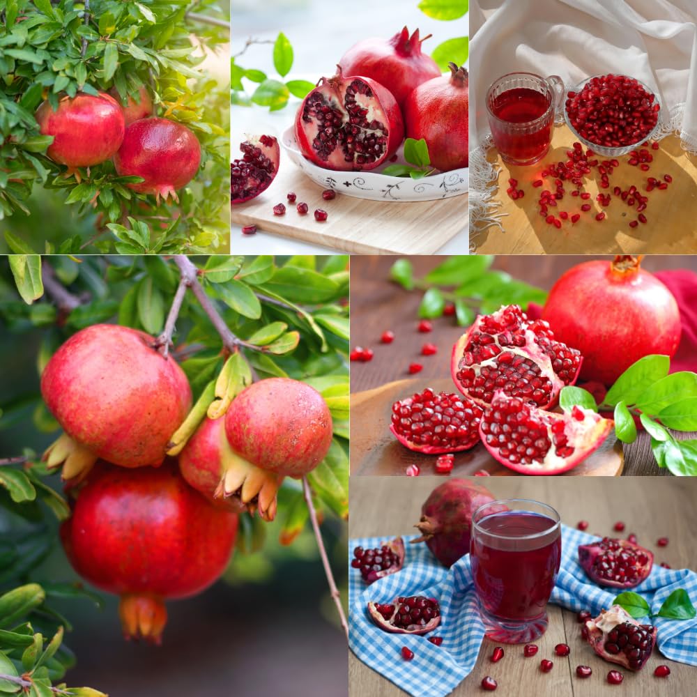 Pomegranate Tree Live Plant, Pomegranate Plant, Well Rooted 2 Feet Tall, Sweet Fruit Tree for Patio and Garden, No Ship to CA