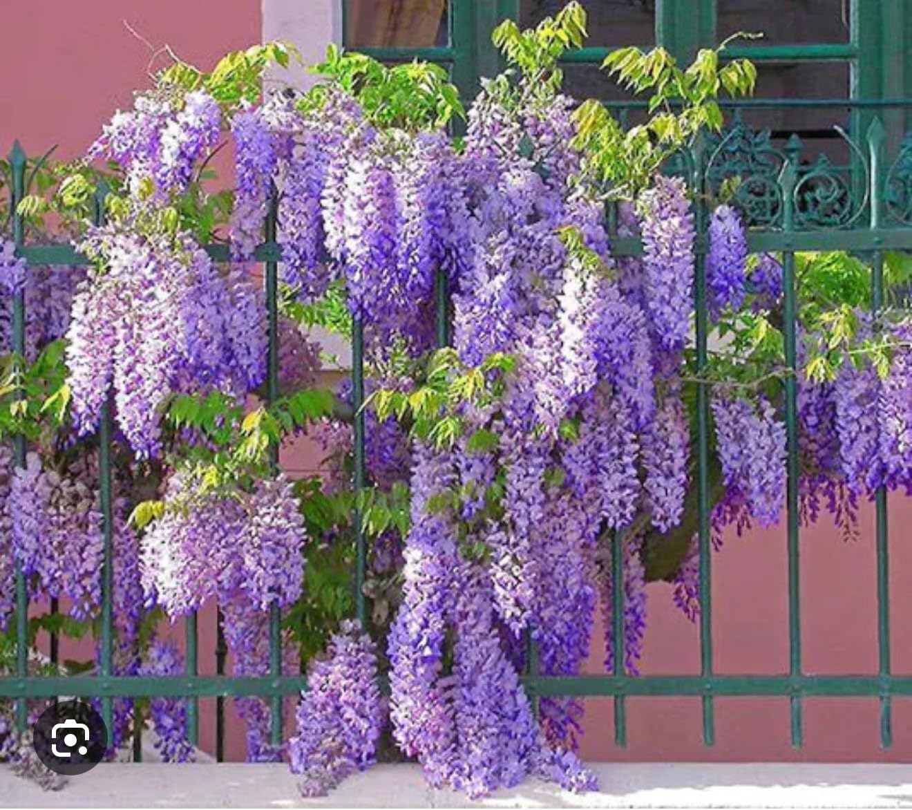 Live Plant - Wisteria Frutescenslive Starter Plant