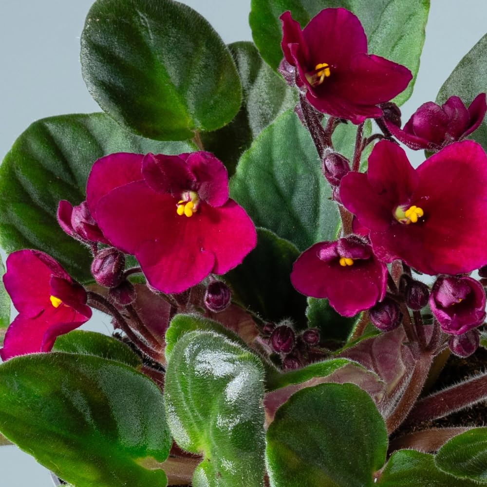 African Violet Live Plant Houseplant in 4" Pot, Blooming Indoor Plant for Home or Office with Vibrant Flowers (Red African Violet)