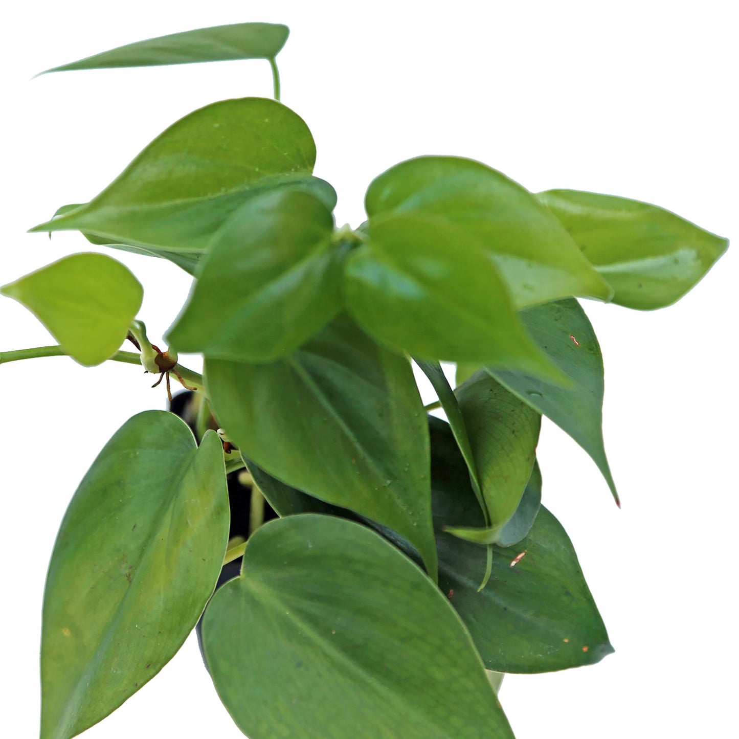 6 Pack Live Heartleaf Green Philodendron in 3 Inch Pots, Philodendron Hederaceum Indoor Houseplants, Vining Live Plants