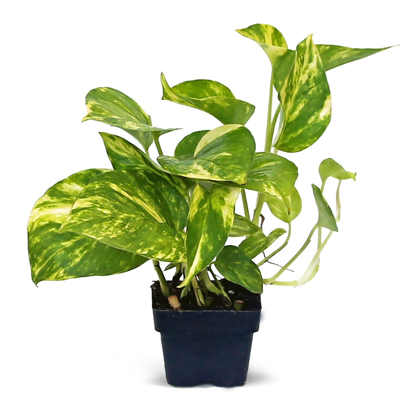 12 Pack Live Golden Pothos, Devil's Ivy Vine, Indoor Trailing Houseplant, Variegated Potted Plant, Sympathy Gift, Live Decor, Birthday Gift, Office Gift, Housewarming Gift in 3" Pot