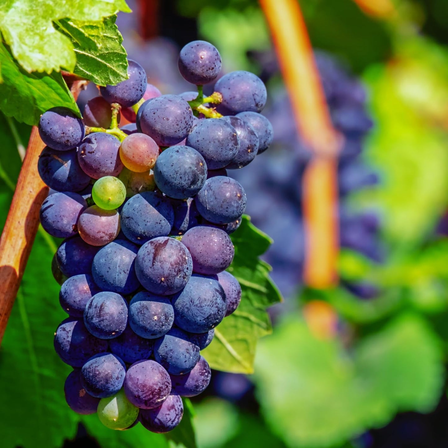 Blue Black Grape Vine, 1-2 Year Old, Live Grape Fruit Plant Live, Cold Hardy Grape Tree