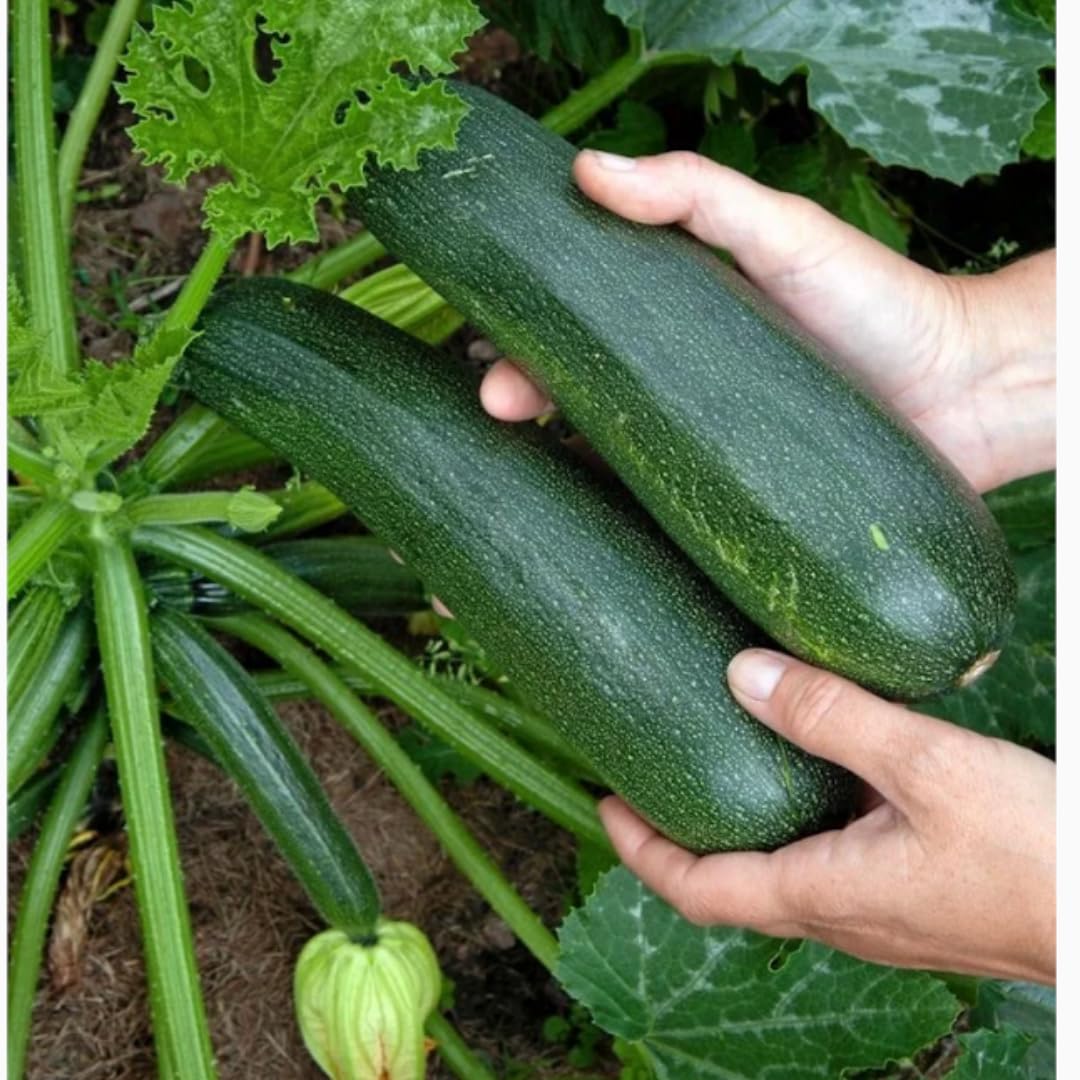 2 Zucchini Plants Live Seedlings, 4 Inches Pot, Live Squash Plants from 3 to 6 Inches Tall