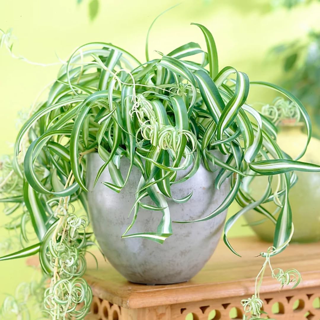 Airplane Spider Plant Live, Curly Spider Plants Live Houseplant in 4 Inches Pot, Indoor Oudoor Decor, Can Grow in Hanging Basket