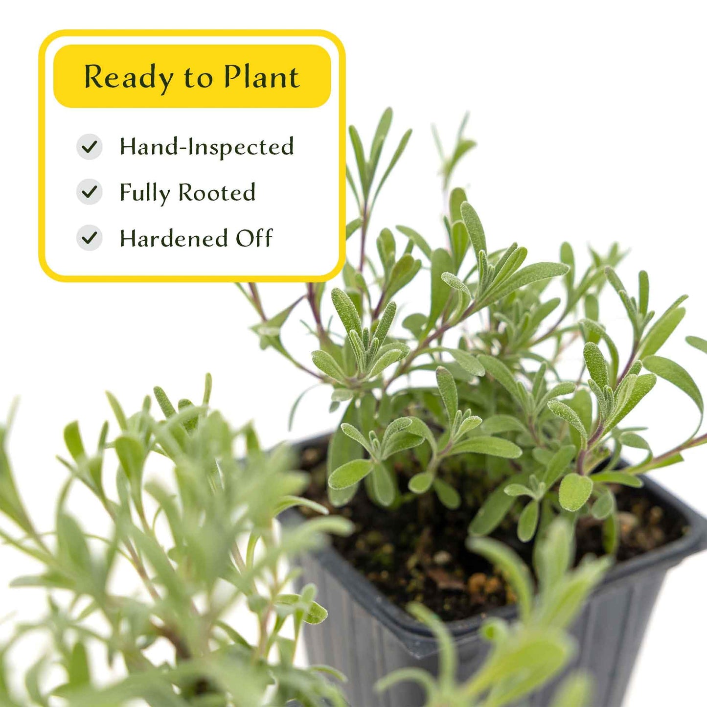 2 Super Blue Lavender Plants (Lavandula angustifolia 'SuperBlue') | Live Evergreen Herb with Fragrant Purple-Blue Blooms | Fast-Growing Perennial for Pollinators & Landscaping in 3.5" Cubes