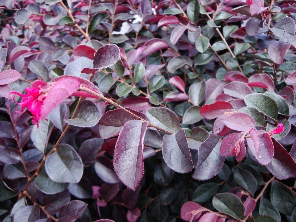Loropetalum Plum Delight | 60 Live Plants | Loropetalum chinense VAR. rubrum | Evergreen Shrub for Landscaping | Purple Foliage Accent Plants for Gardens