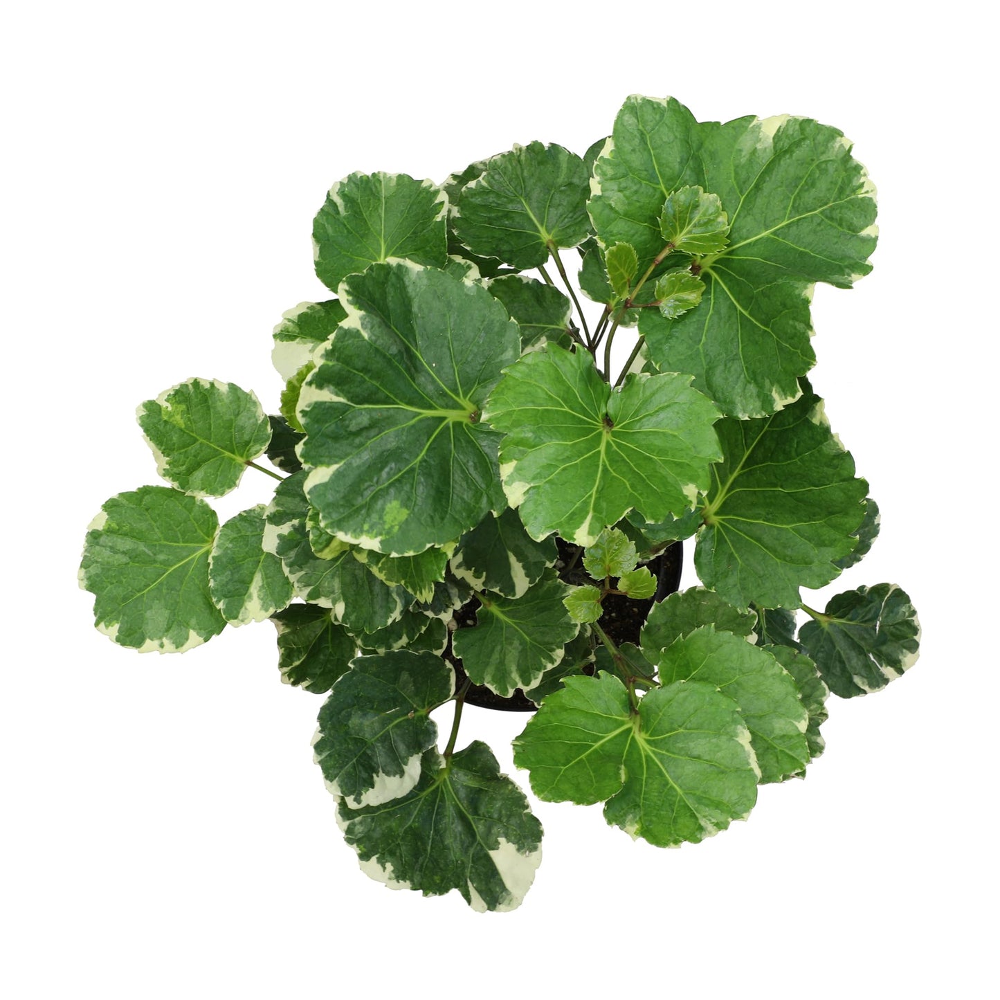 Aralia Balfouriana, Air Purifying & Easy, House Plant Decor in 6" White Pot, Variegated Live Plant Gift, Indoor Plant for Home, Real Plants & Decorative Plants by Plants for Pets