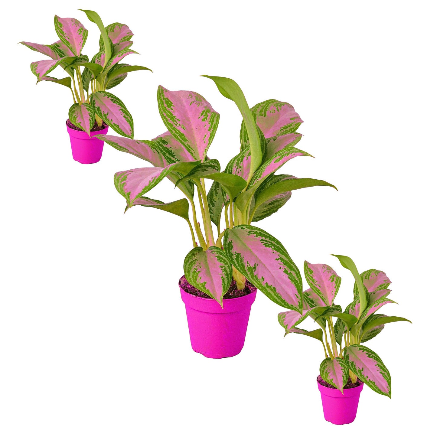 3 Pack Chinese Evergreen 'Silver Bay' in 6in Pot - Live Plants Tropical Houseplants | Variegated | USA Growers | The Snobby Leaf