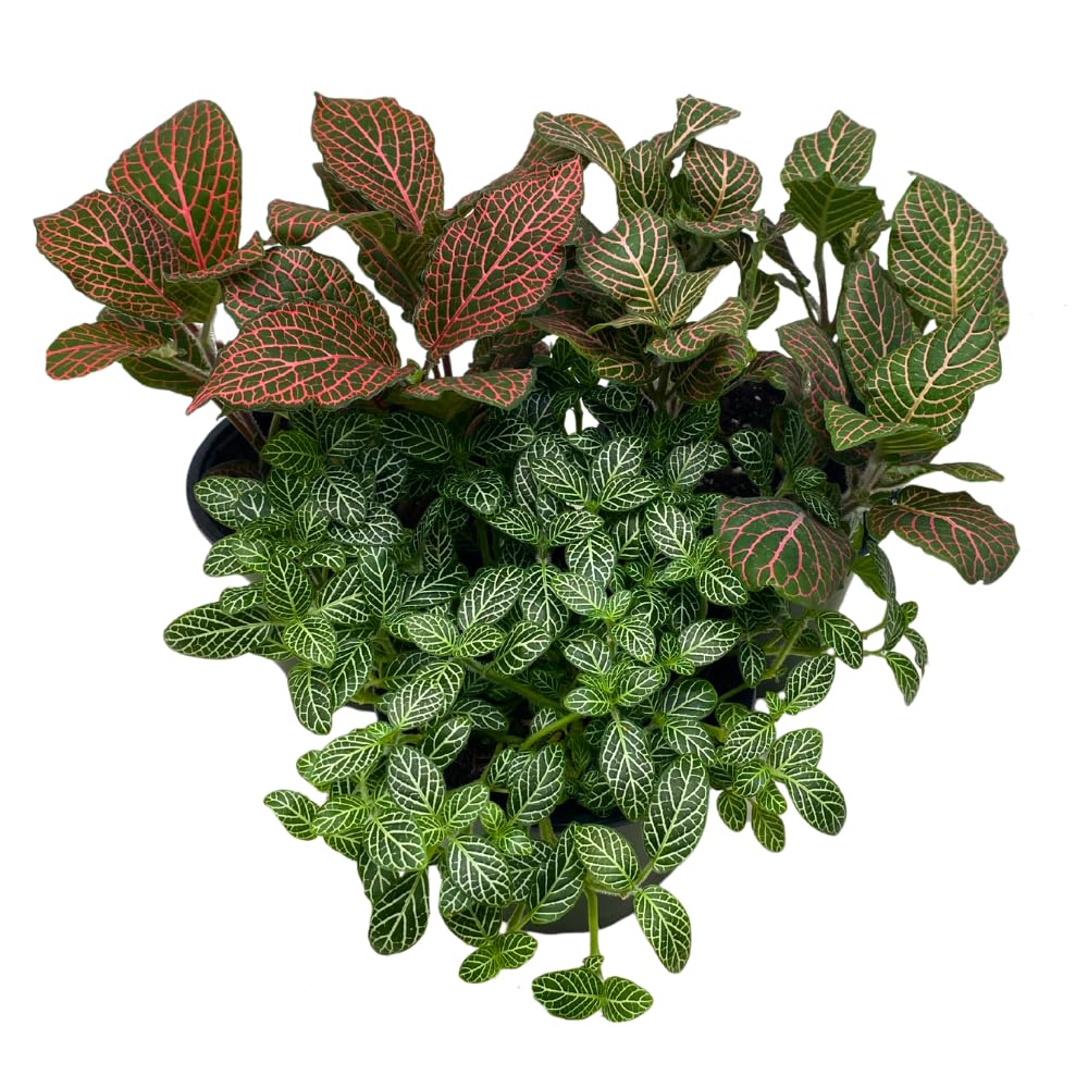 BubbleBlooms Fittonia Nerve Plant Assortment, 4 inch Set of 3, Red White and Pink, Mosaic Jewel Creeping Indoor Plant Albivenis