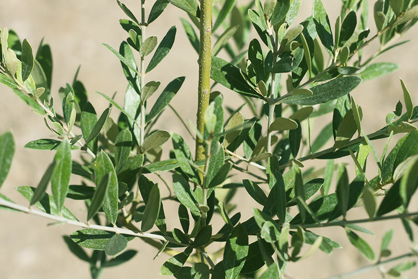 Arbequina Olive Tree - Live Plant, Includes Special Blend Fertilizer & Planting Guide
