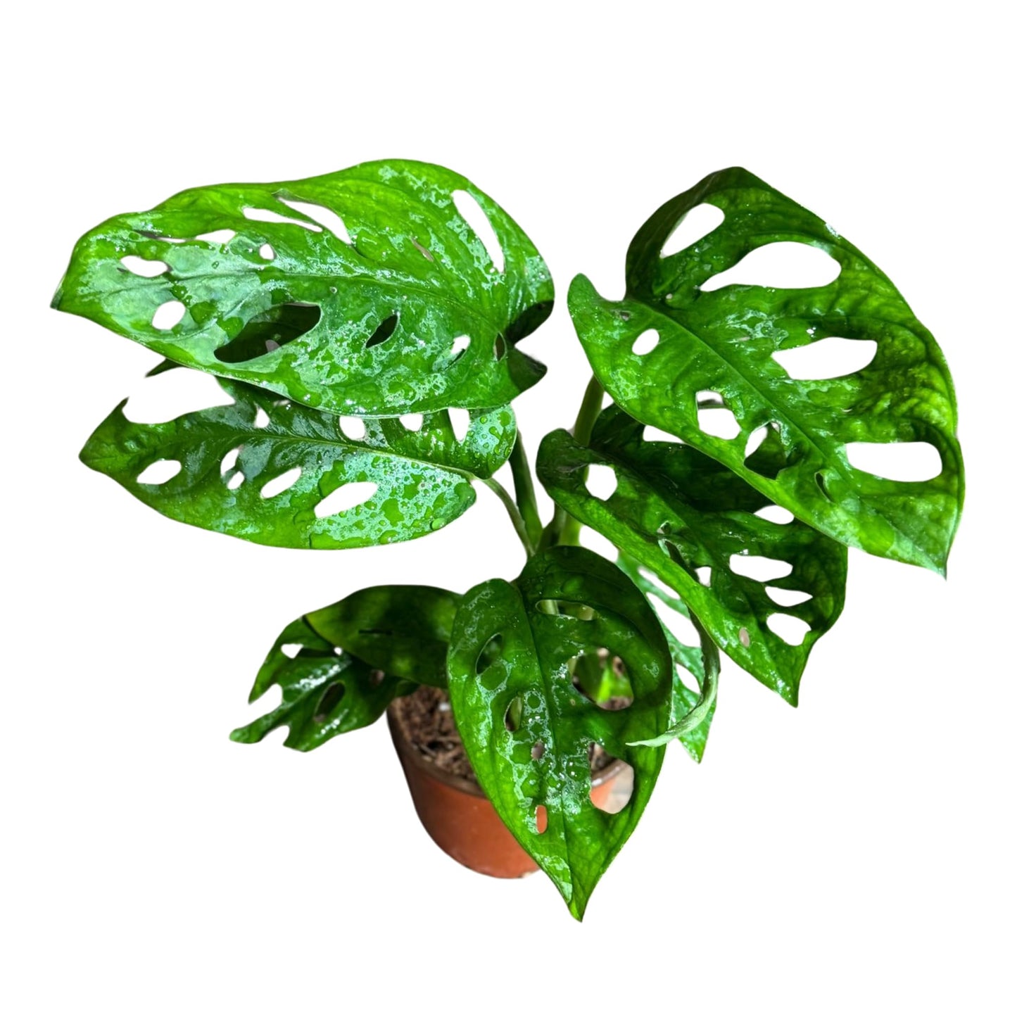 PLANTVERS Monstera Adansonii Swiss Cheese Plant in a 4" Nursery Pot – Live Indoor Monstera Houseplant – Swiss Cheese Vine – Easy Care Plant – Air Purifying Indoor Plant