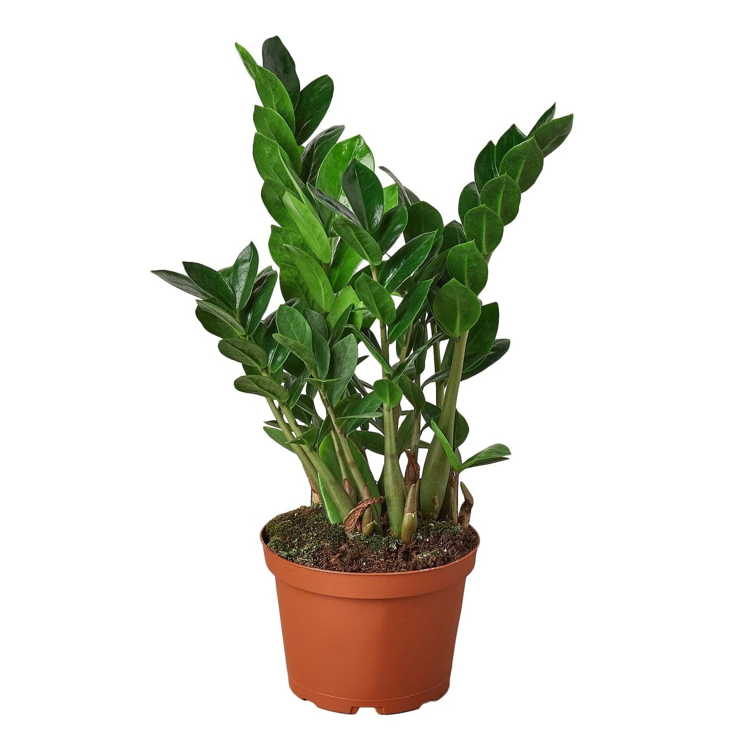 9 Pack Zamioculcas Zamiifolia ZZ in 4in Pot - Live Plants Tropical Houseplants | Variegated | USA Growers | The Snobby Leaf