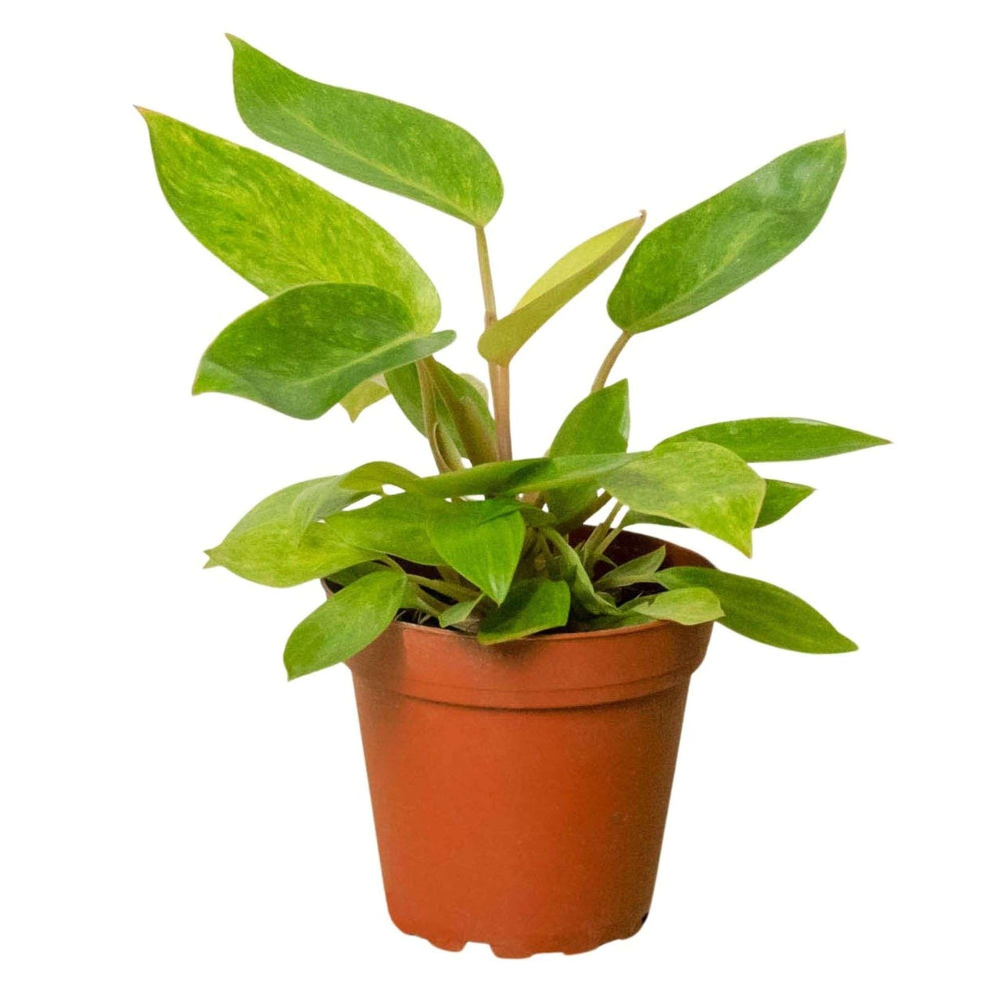 Philodendron Painted Lady Live Plant for Indoor | Different Houseplants in 4'' & 6'' Pot | Real House Plant for Living Room, Office, Desk & Bathroom | Emerald Queen Plant