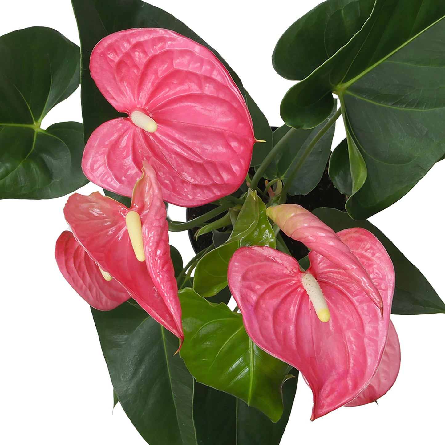 Pink Anthurium Live Plant (Approx. 17-19" Tall), Real Flowers/Unique House Plants in 6" Nursery Pot, Floral Office Plants, Air Purifying Plants & Cool Gifts for Plant Lovers by Plants for Pets