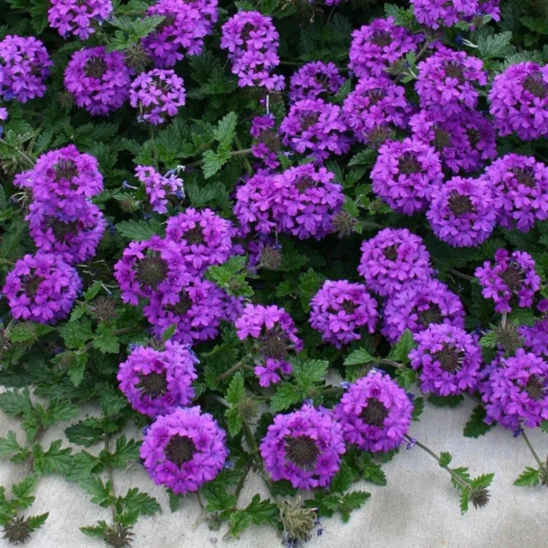 2 Purple Verbena Plants Live Perennial Groundcover Spring Blooms, 5-9” Tall, Hardy Violet Purple Flower Plants for Outdoor Planting