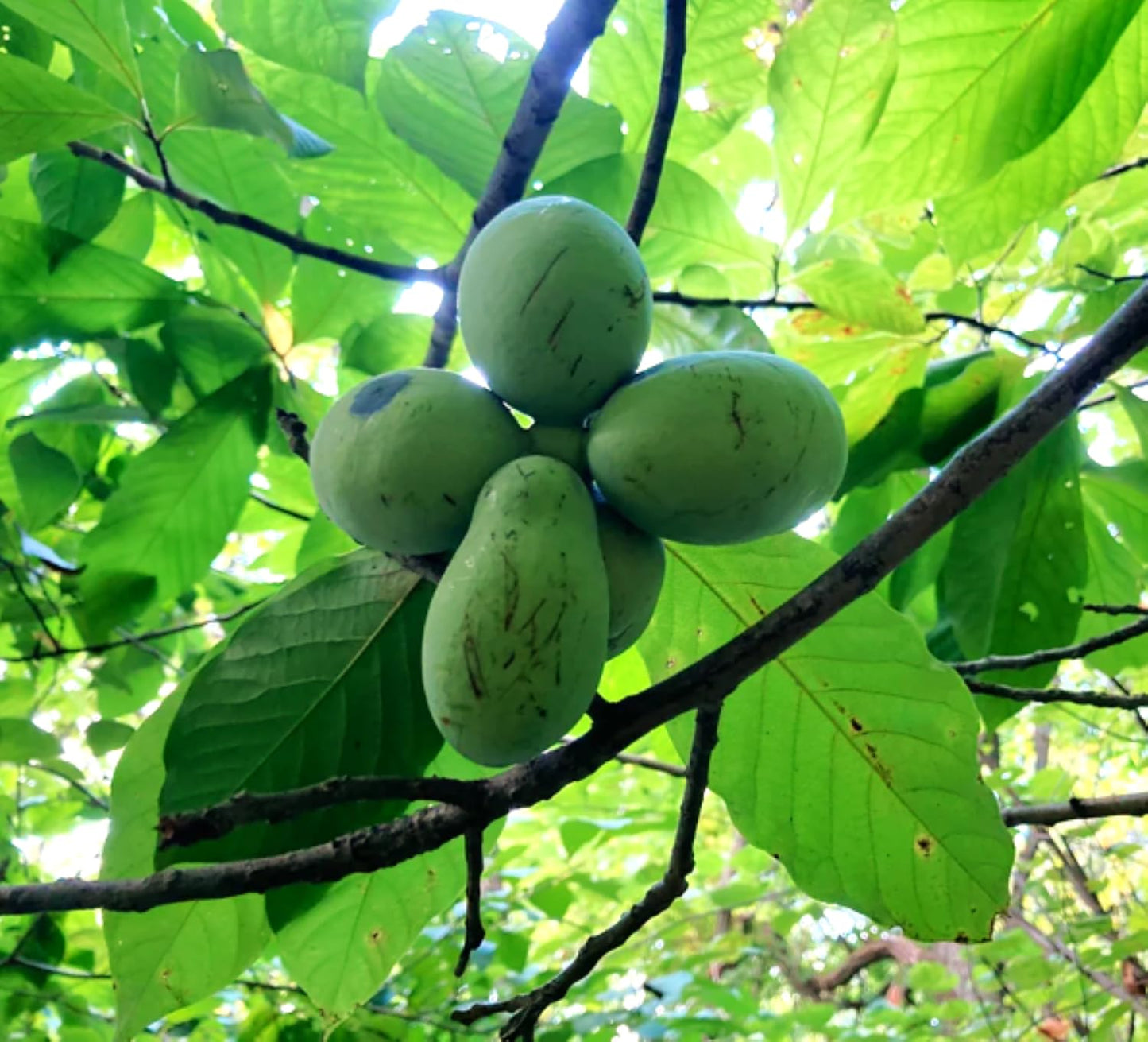 TomorrowSeeds - Paw Paw Tree Seeds - 15+ Count - for 2026 Planting Asimina Triloba North American Custard Apple Banana Papaw Banango Mango USA Native Fruit Trees Perennial Grow Your Own Home Farm