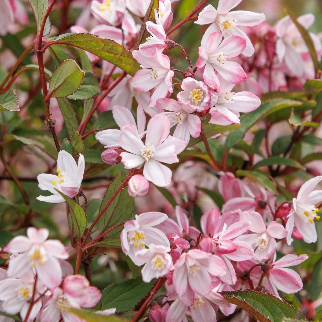 Sunset Blush Abelia – Peach Perfection Abelia, Compact Evergreen Shrub with Pink Flowers and Glossy Green Foliage for Borders, Hedges & Containers (1 Gallon/Set of 2 Plants)