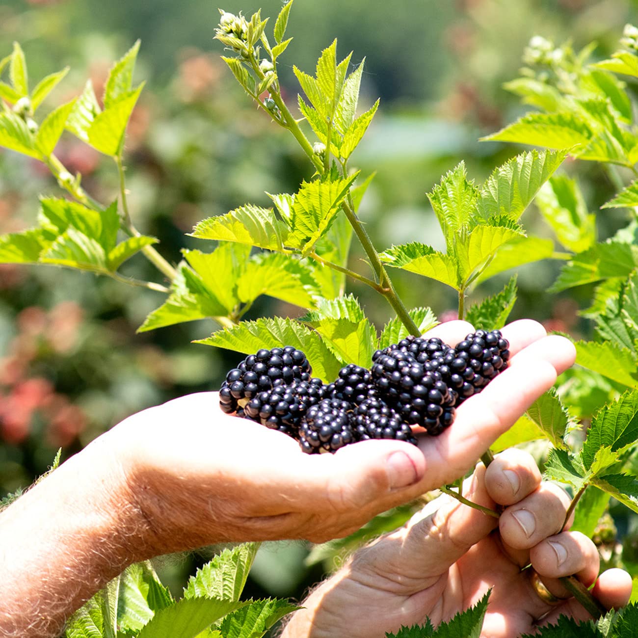Perfect Plants Triple Crown BlackBerry Bush 1 Gallon | Live Vining Fruit for Outdoor Planting | Large Fruits for Home Gardens | Dark Purple Berries are Sweet & Healthy