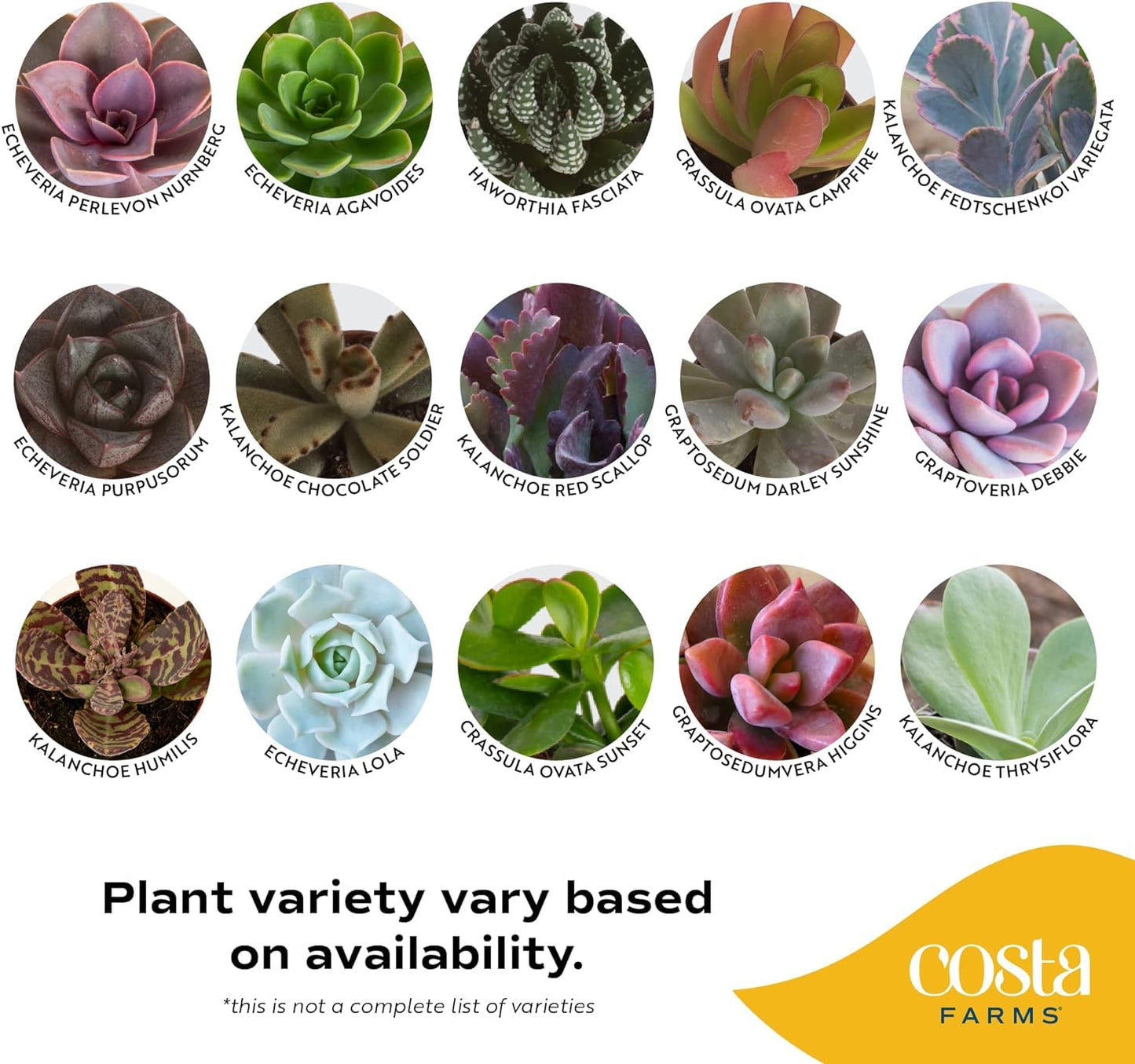 Costa Farms Succulent Plant, Live Indoor Mini Succulent Plant in Hanging Basket Succulents Plant Pot, Potting Soil Mix, Grower's Choice, Easy Grow Houseplant, Home and Room Decor, 2-Inches Tall