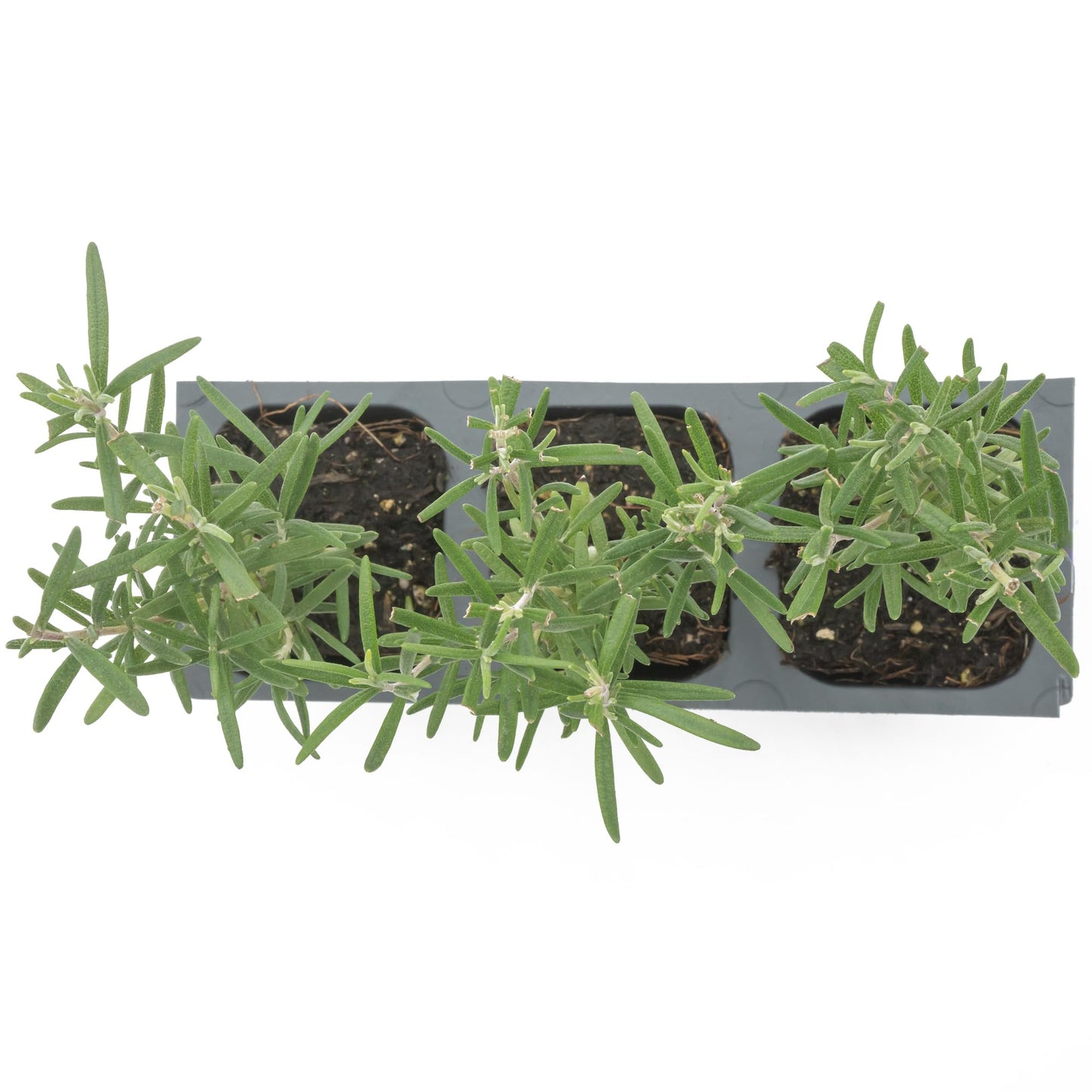 3 Tuscan Blue Rosemary, Live Plants – Rosmarinus Officinalis – Hardy & Fragrant Herb in 2.5” Nursery Pots – Grows Up to 5 Ft, Easy to Maintain, Great for Cooking, Landscaping & Aromatherapy