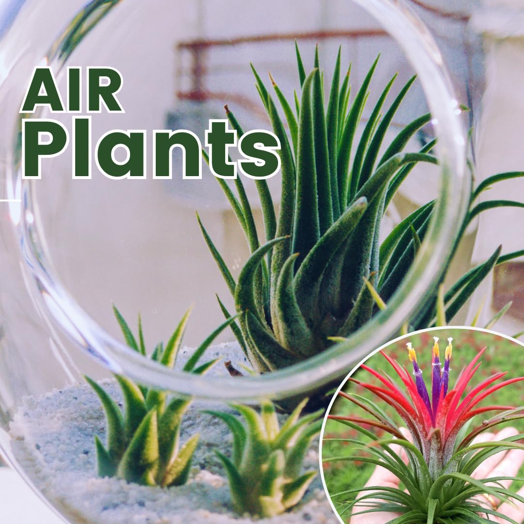 Air Plants Live, 10 Red Tillandsia Air Plants Live Houseplants for Growing Indoors Outdoors, 2 to 3 Inches Tall