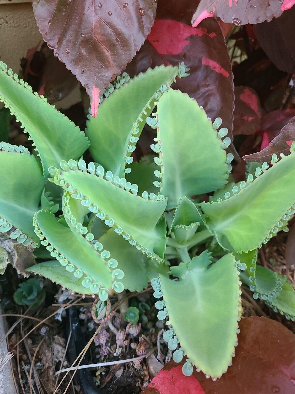 5 Seedling with Roots of Mexican Hat Plant, Kalanchoe, Mother of Thousands-Kalanchoe Daigremontiana-Mexican Hat Live Plant