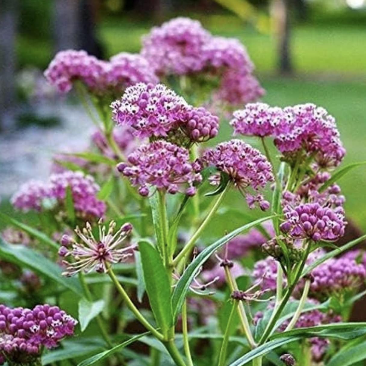 Generic Pink Milkweed Live Plants - Pack of 2 - Swamp Milkweed Plant - Monarch Butterfly Attractant - Perennial Blooms - Ideal for Gardens and Pollinator Habitats - Asclepias incarnata