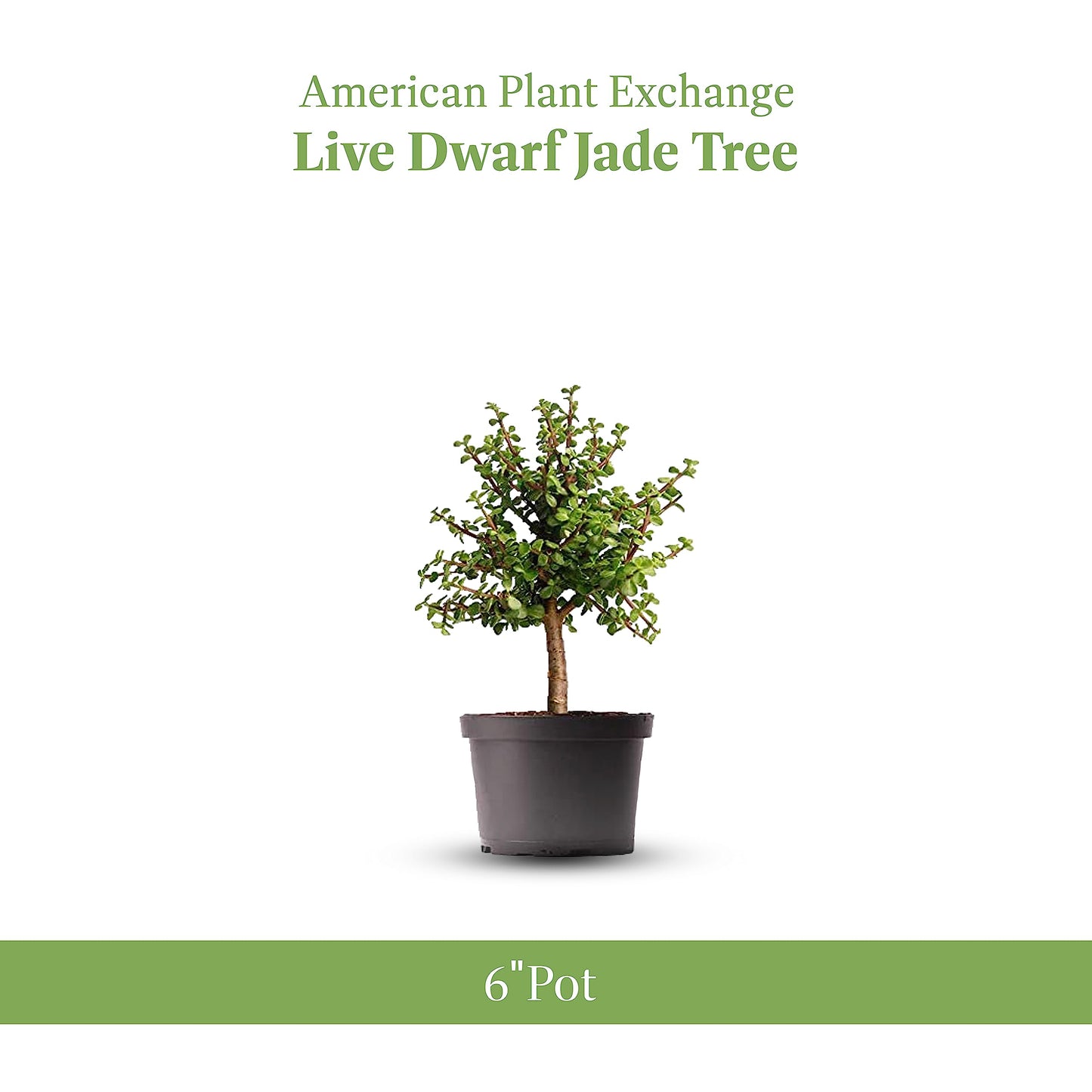 American Plant Exchange Live Dwarf Jade Tree, Miniature Bonsai Tree, Plant Pot for Home and Garden Decor, 6" Pot