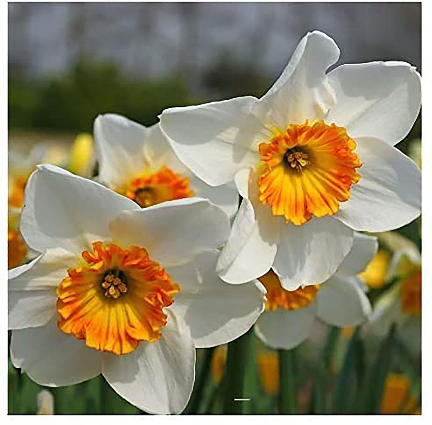 10 Tete a Tete Narcissus Bulbs - Top Size Daffodil Bulbs