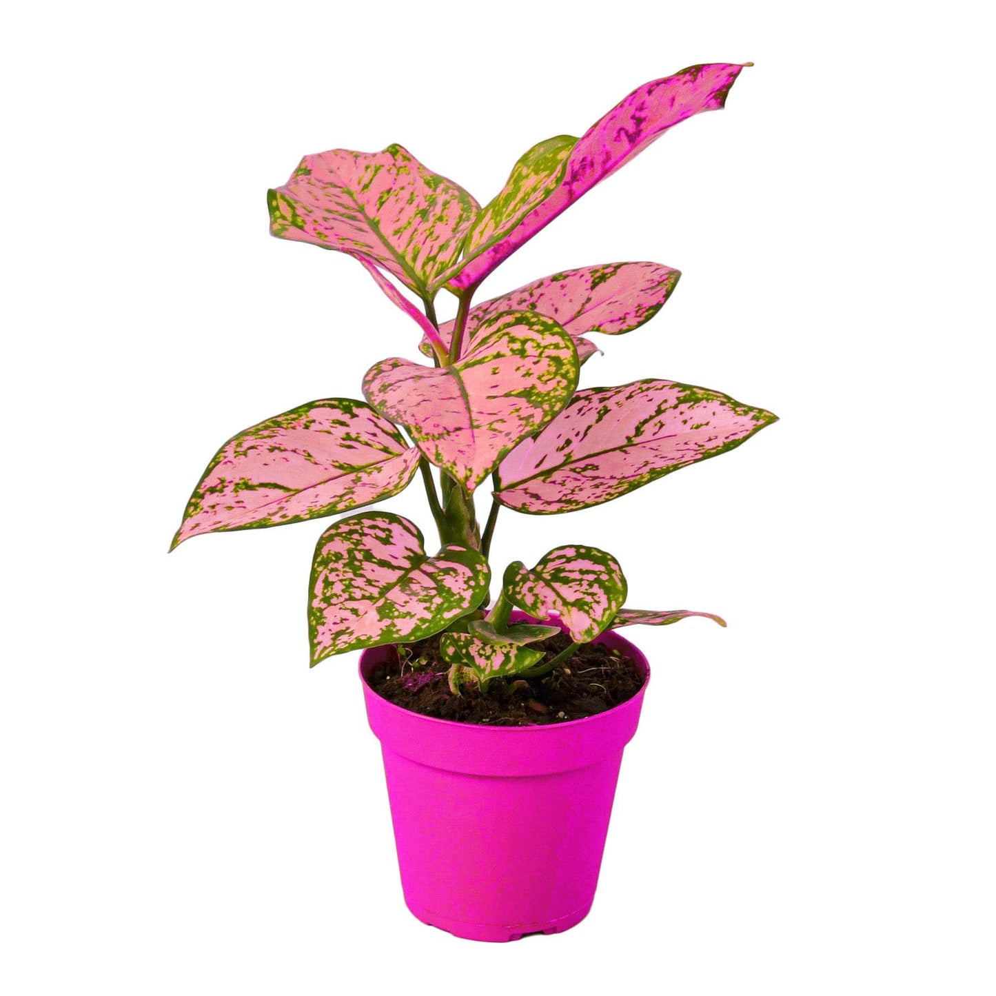 Chinese Evergreen 'Lady Valentine' in 6in Pot - Live Plants Tropical Houseplants | Variegated | USA Growers | The Snobby Leaf