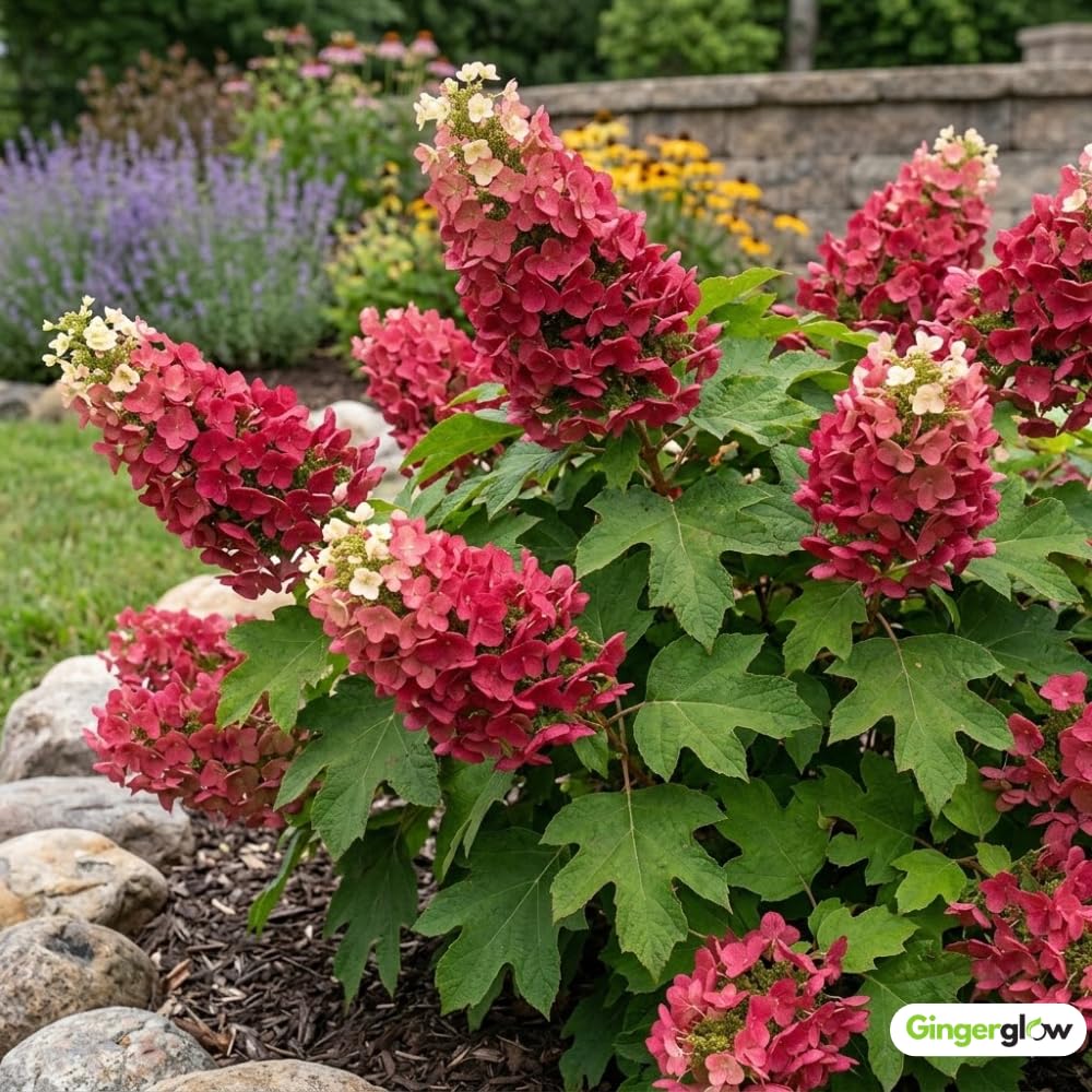Ruby Slipper Oakleaf Hydrangea Live Plant in Quart Pot, 6-10" Tall Hydrangea Plants Trees Shrubs, Low Maintenance Compact Flowering Shrub for Borders, Garden Beds & Outdoor Landscaping