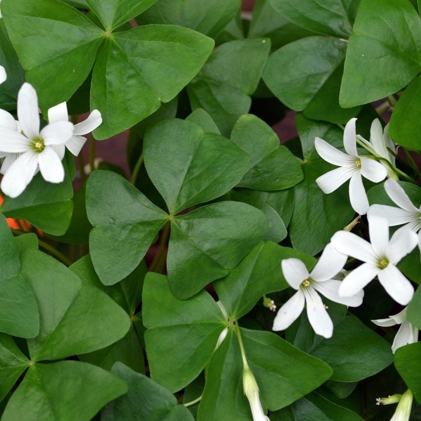Easy to Grow Oxalis Regnellii Lucky Shamrocks Pack of 20 Plant Bulbs - Green Foliage with White Flowers Spring to Summer, Indoor Outdoor Low Maintenance