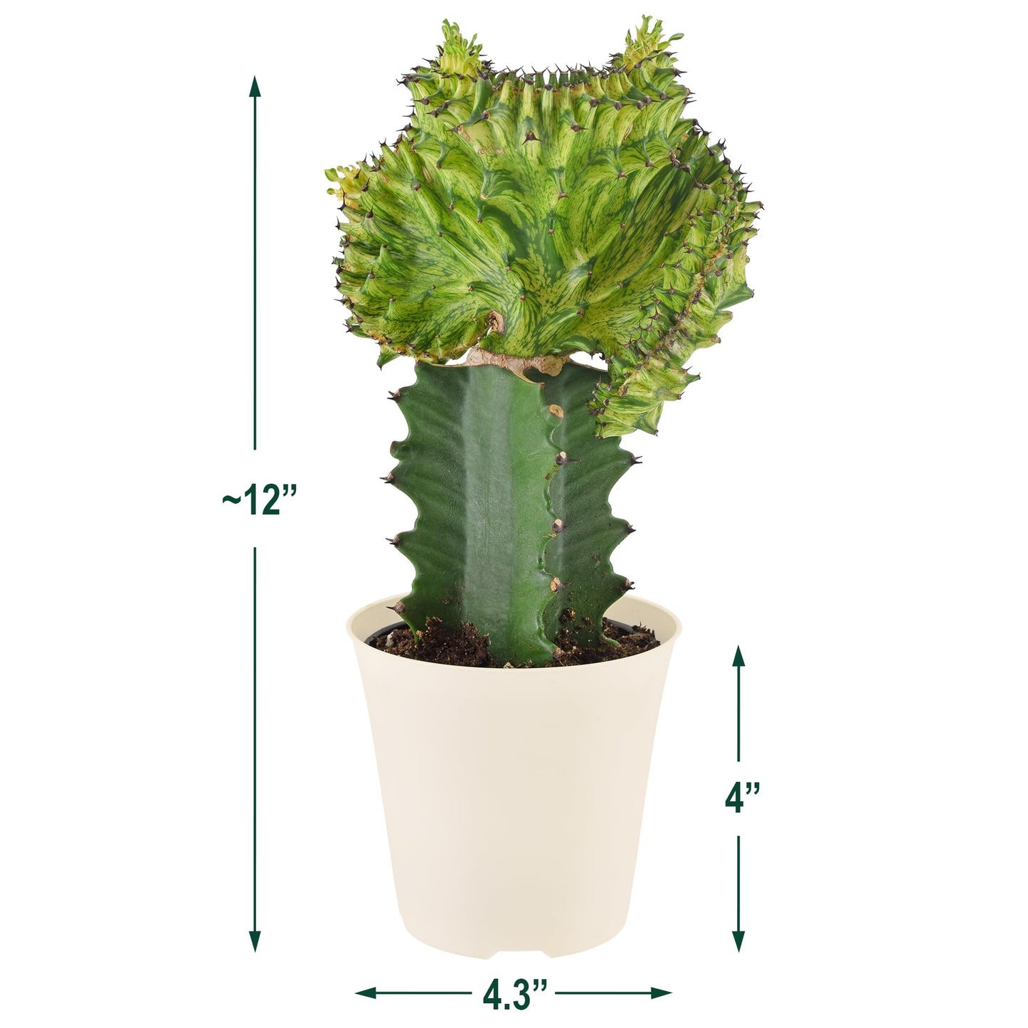 Arcadia Garden Products Live Mermaid Tail Cactus Indoor Houseplant in Plastic Pot, Euphorbia lactea Cristata Crested Coral Succulent Plant Gift for Home and Garden Decor, 4-inch, Green