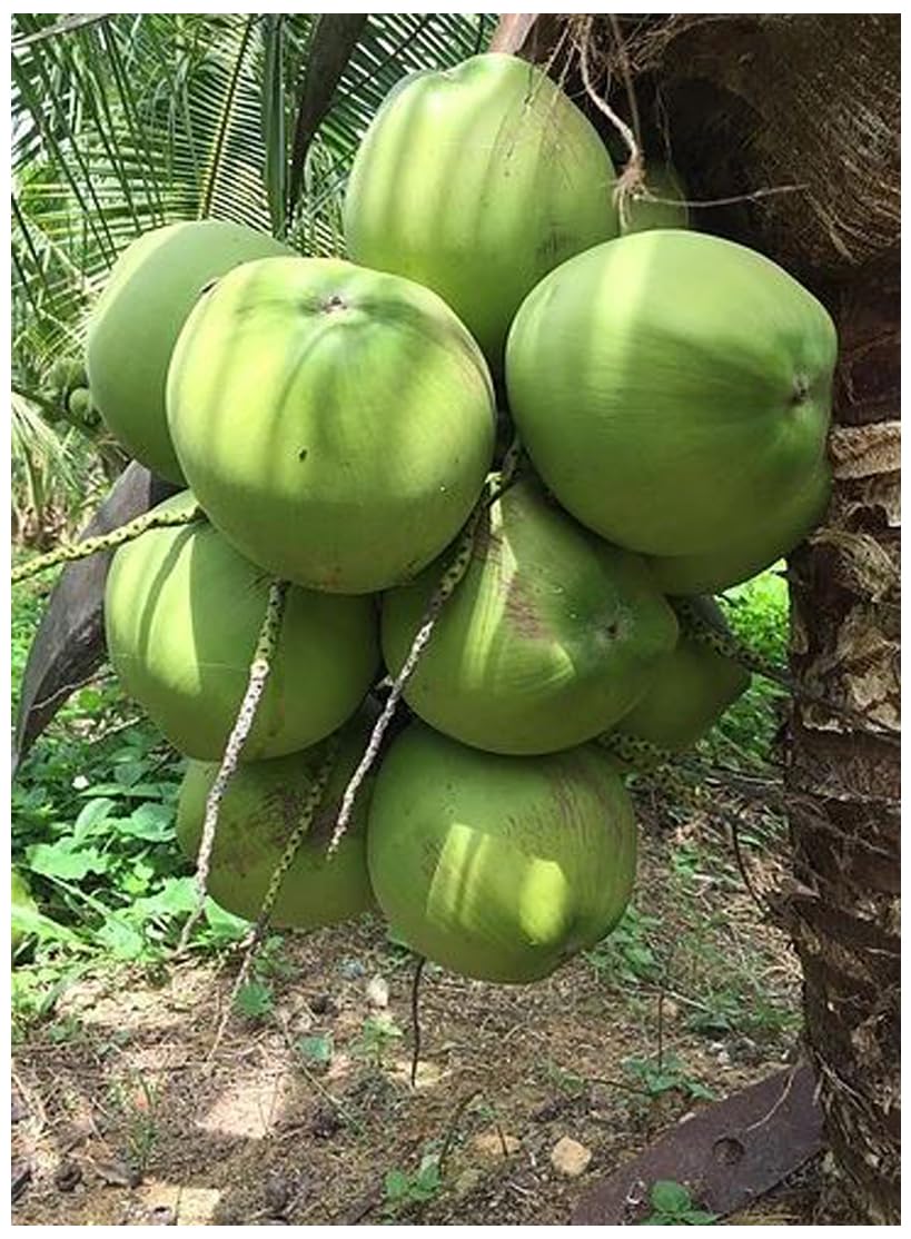 Live Dwarf Green Malayan Coconut Palm 6 to 12 inch Tall, Cocos nucifera Seedling for Planting, Sprouted Coco Plant Produces Edible Fruits, Ready to Grow