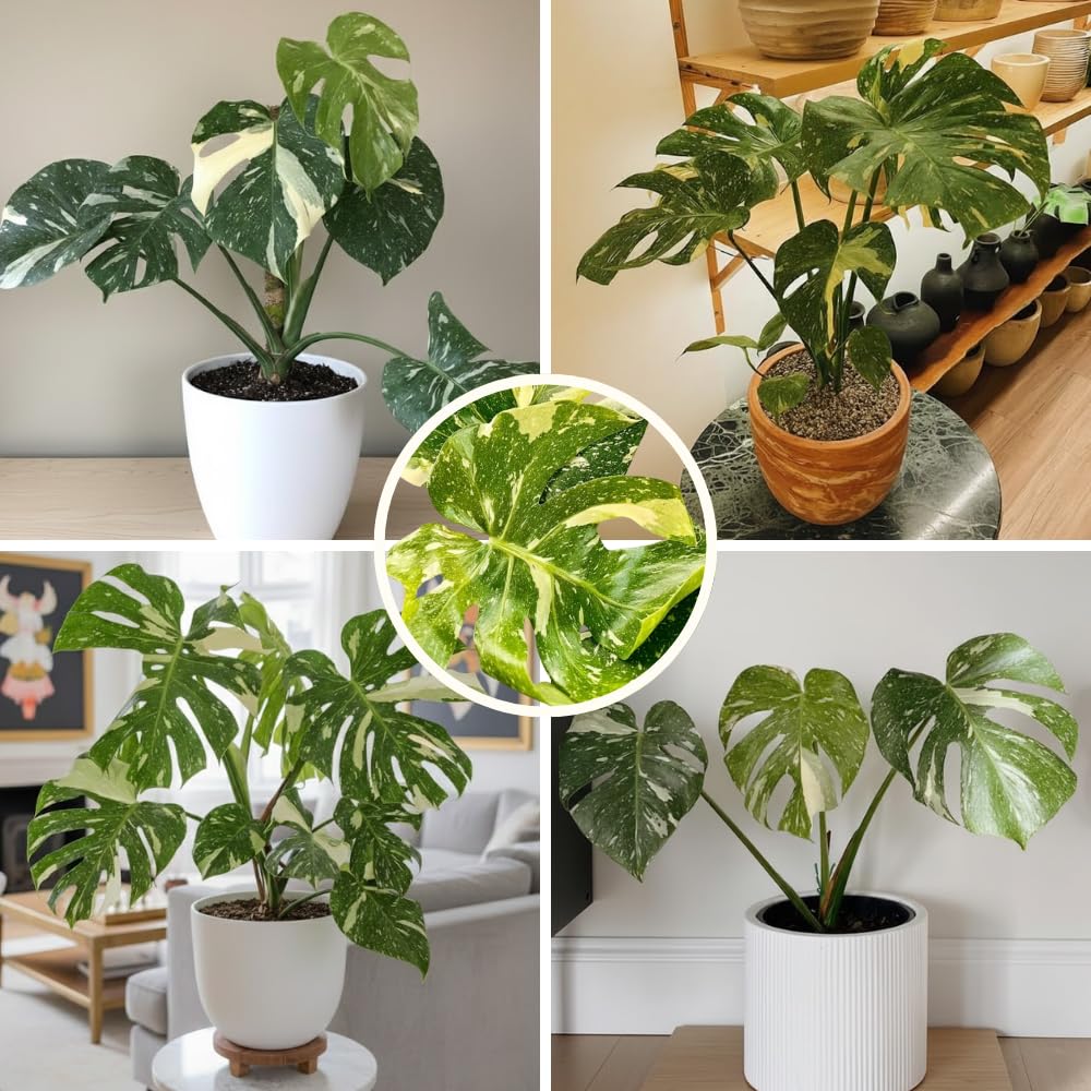 Constellation Monstera Plant Live, Variegated Thai Monstera Deliciosa, Variegated Leaves, Live Indoor Plant, 4–6 Inches Starter Plant for Indoor Houseplant